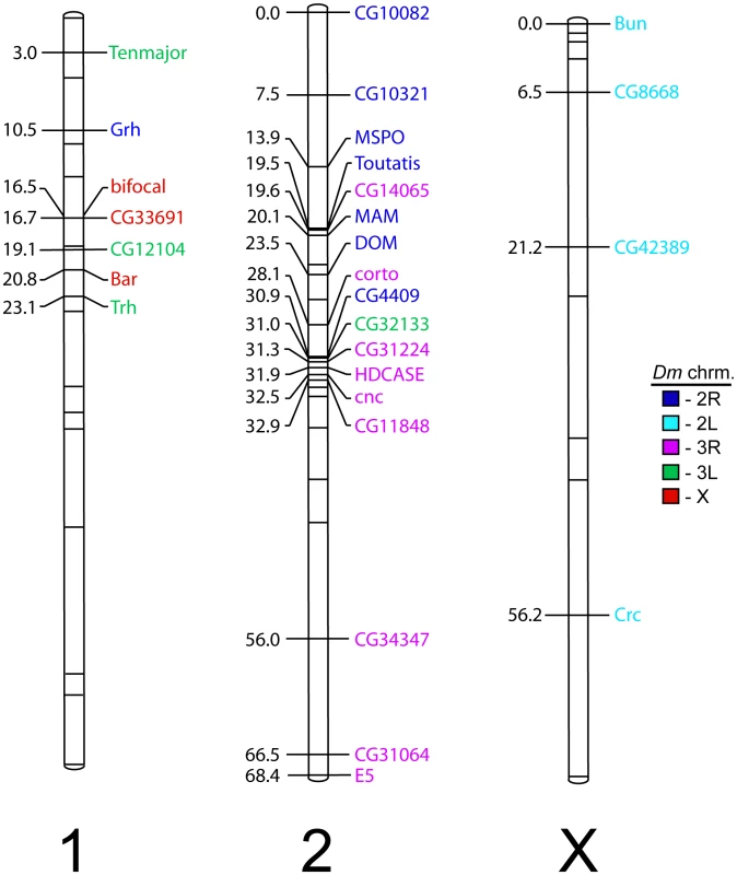 Chromosomal linkage map of 28 annotated EST genes in <i>T. dalmanni</i>.