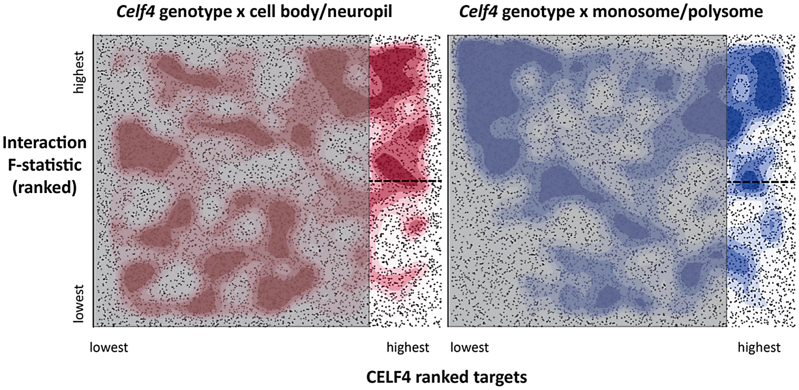 Visualization of <i>Celf4</i> genotype-dependent shift of CELF4 target mRNAs between polysome fractions and along the cell body/neuropil axis of CA1 hippocampal neurons.