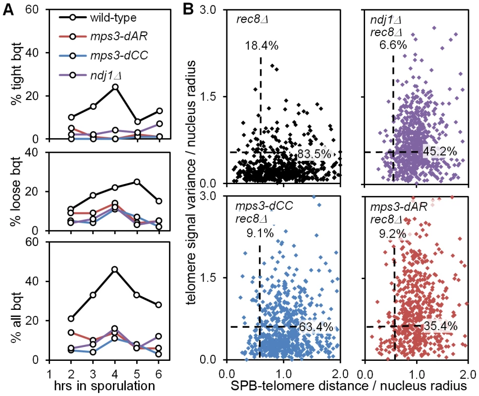 <i>mps3-dCC</i> and <i>mps3-dAR</i> are defective in bouquet formation and display altered patterns of telomere clustering and distribution relative to the SPB.