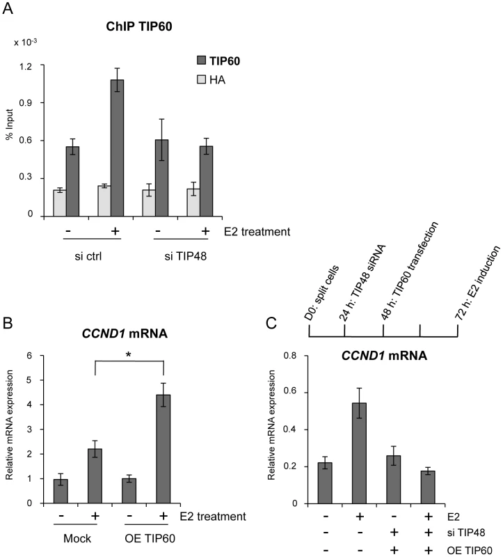 TIP48 promotes TIP60 binding and <i>CCND1</i> transcription activation.