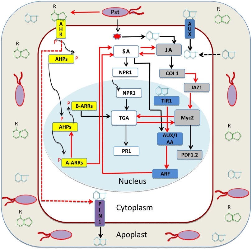 Auxin-cytokinin interaction in plant immunity.