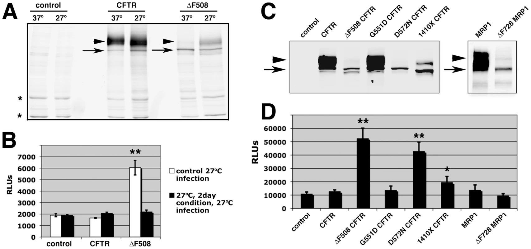 Effect of low temperature conditioning or expression of other misfolded proteins on AAV2 infection.