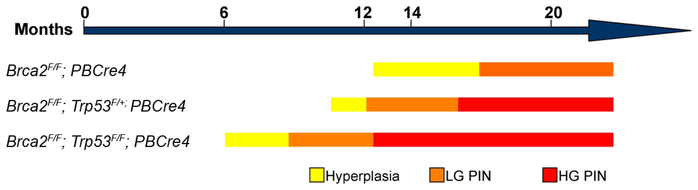 Schematic showing the progression of prostate neoplasia in <i>Brca2</i> and <i>Brca2;Trp53</i> mutant animals.