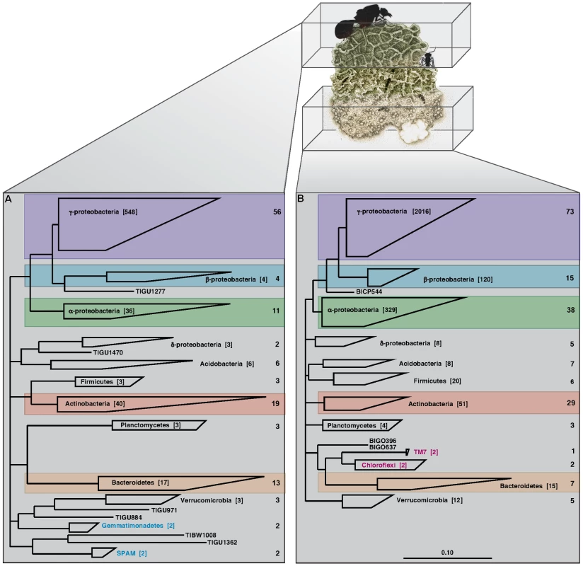 Phylogenetic analysis of the leaf-cutter ant fungus garden.
