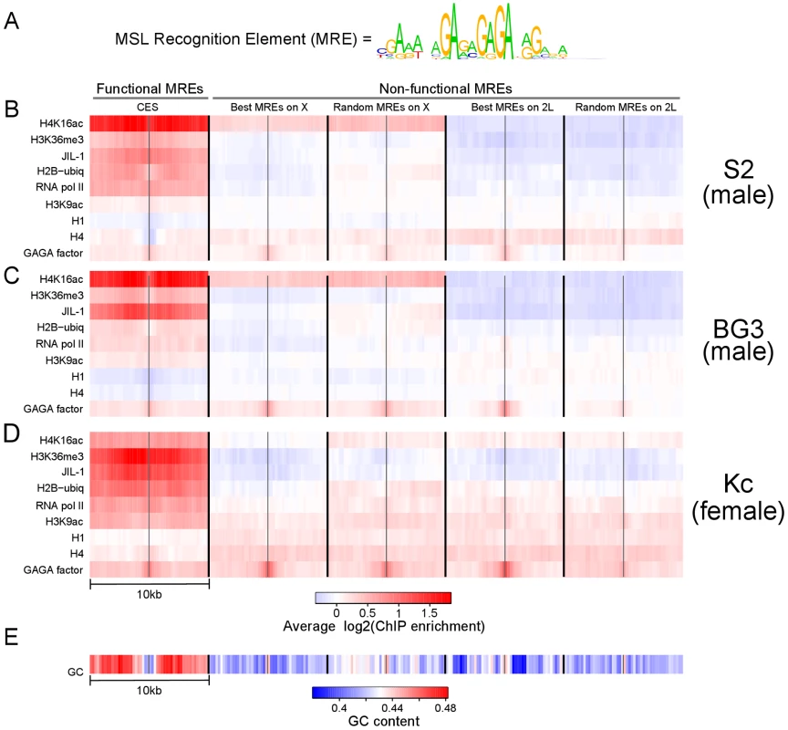 Active chromatin context and elevated GC content are associated with functional MSL recognition elements (MREs) on the X chromosome, independent of MSL binding.