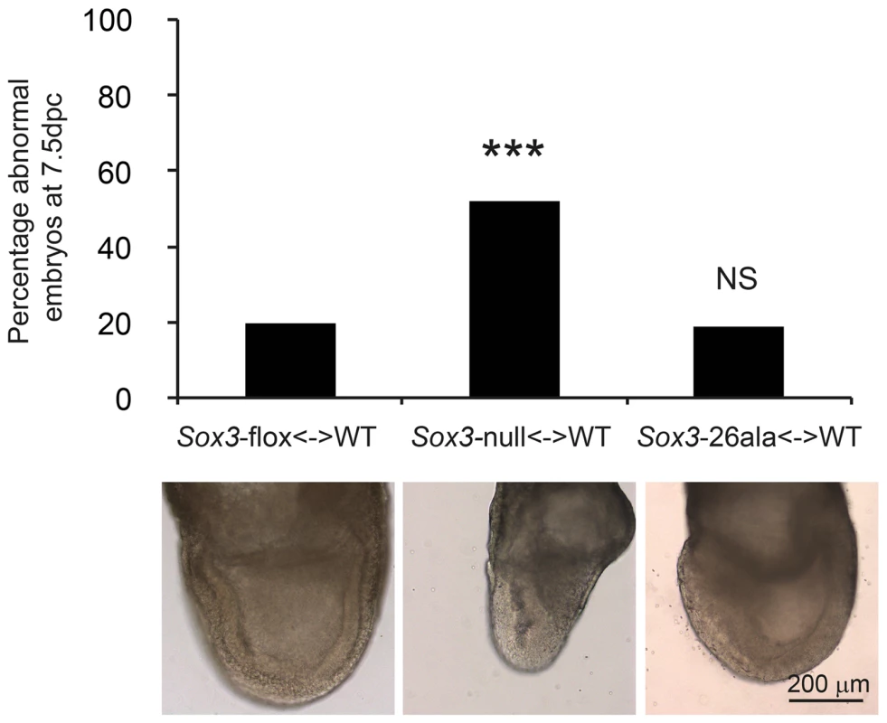Residual nuclear SOX3-26ala protein rescues a gastrulation defect of <i>Sox3</i>-null &lt;-&gt; WT chimeric embryos.