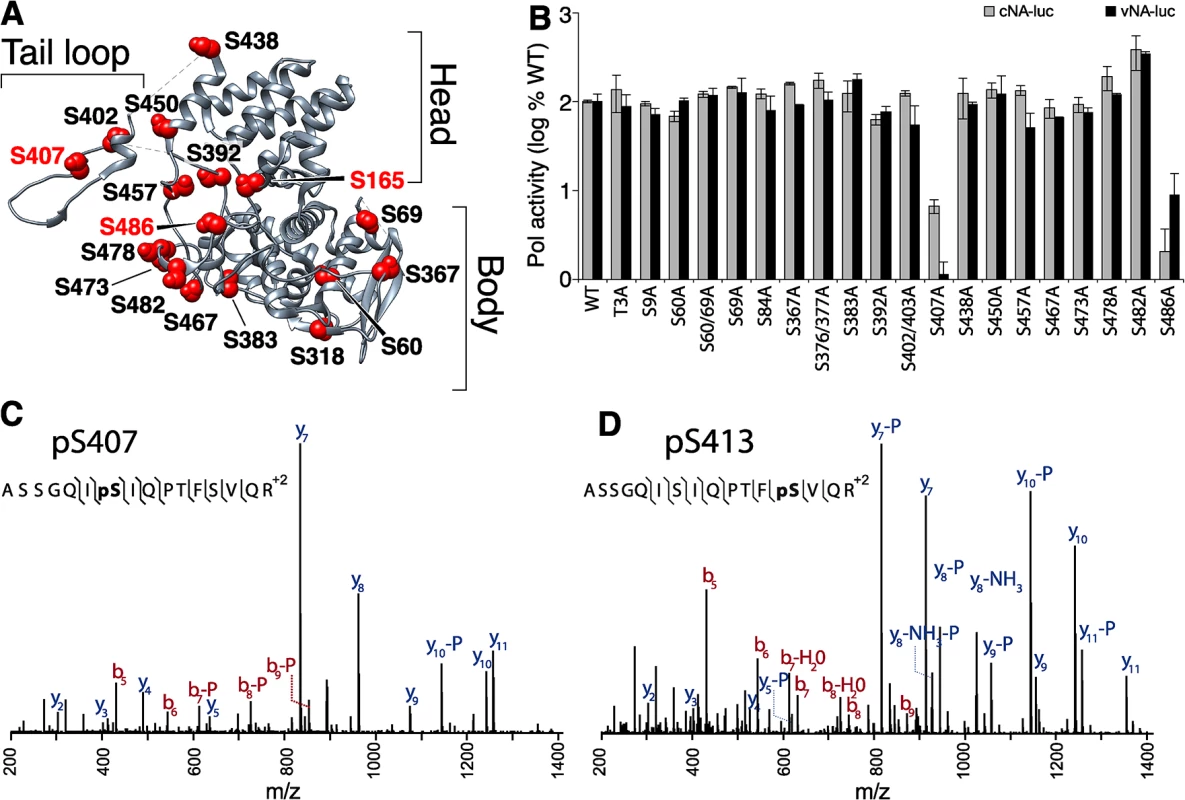 Identification of serine residues and a phosphorylation site in NP that are critical for polymerase activity.
