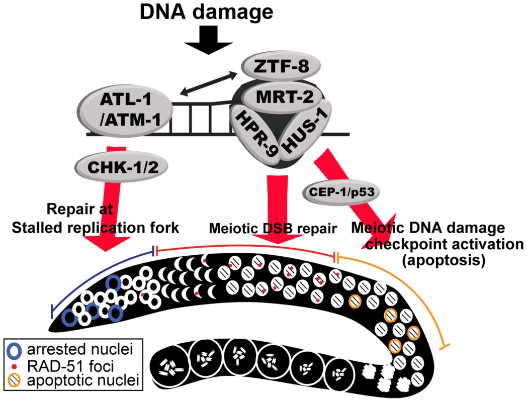 Model for the role of ZTF-8 in DNA damage response and repair.
