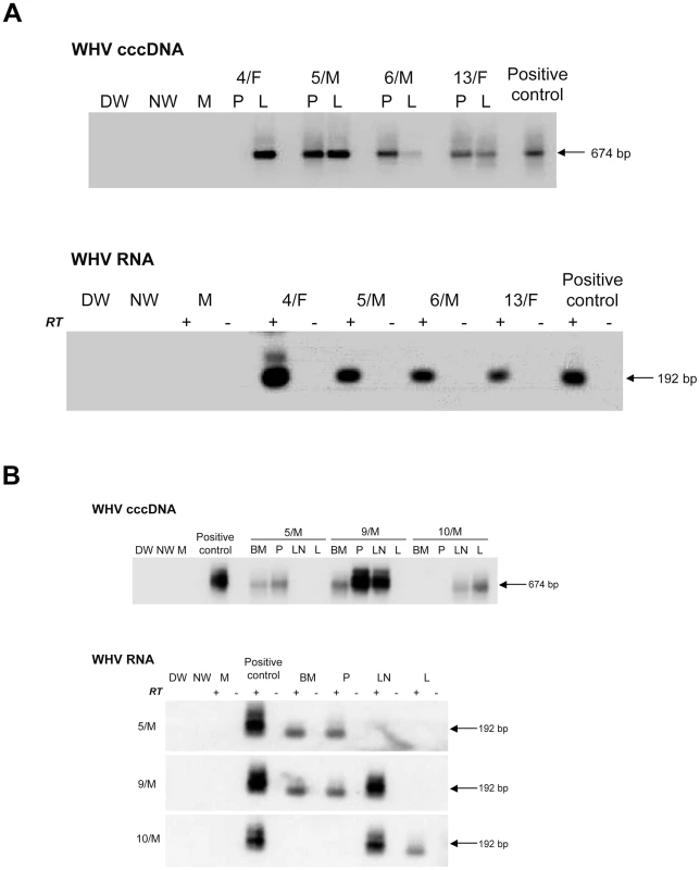 Detection of WHV cccDNA and RNA in liver and lymphoid cell and tissue samples obtained from woodchucks with lifelong POI established after inoculation with 100 virions of WHV/tm3.