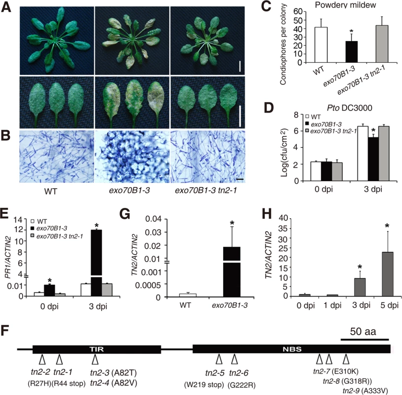 <i>exo70B1</i>-mediated resistance and cell death require the TIR-NBS protein TN2.