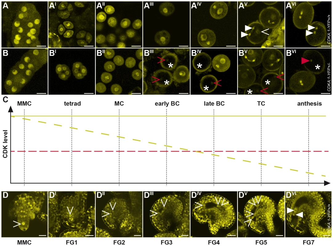 Accumulation and localization of CDKA;1-YFP fusion protein during female and male gametophyte development.