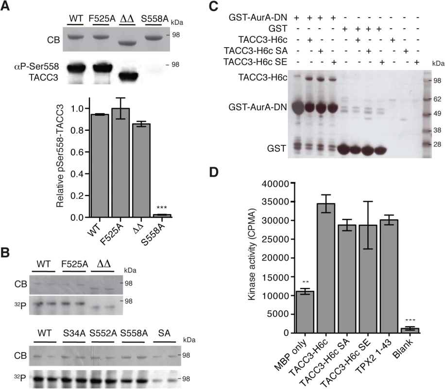 Biochemical characterisation of TACC3 mutants defective in either Aurora-A phosphorylation or activation.
