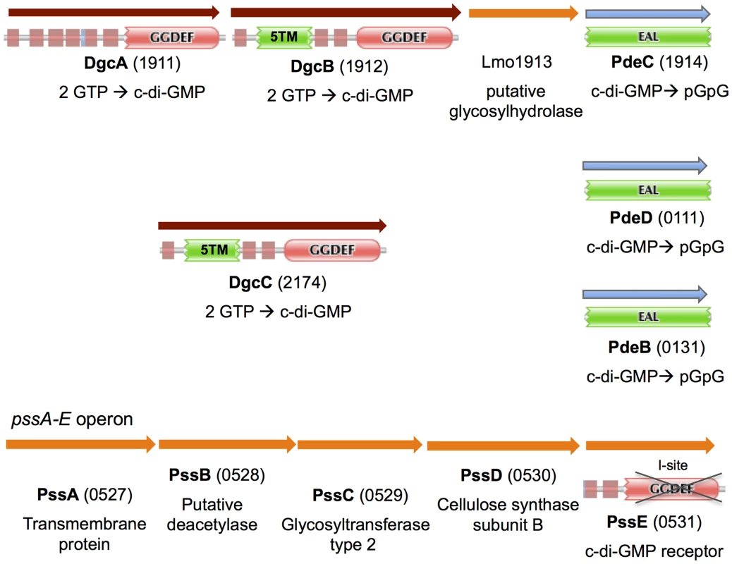 In silico analysis of genes and proteins involved in c-di-GMP signaling in <i>L. monocytogenes</i>.