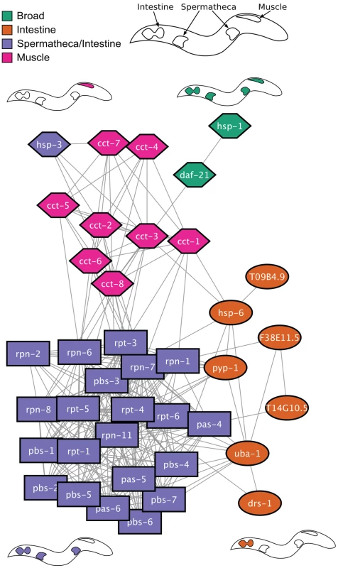 Network analysis of HSR regulators.