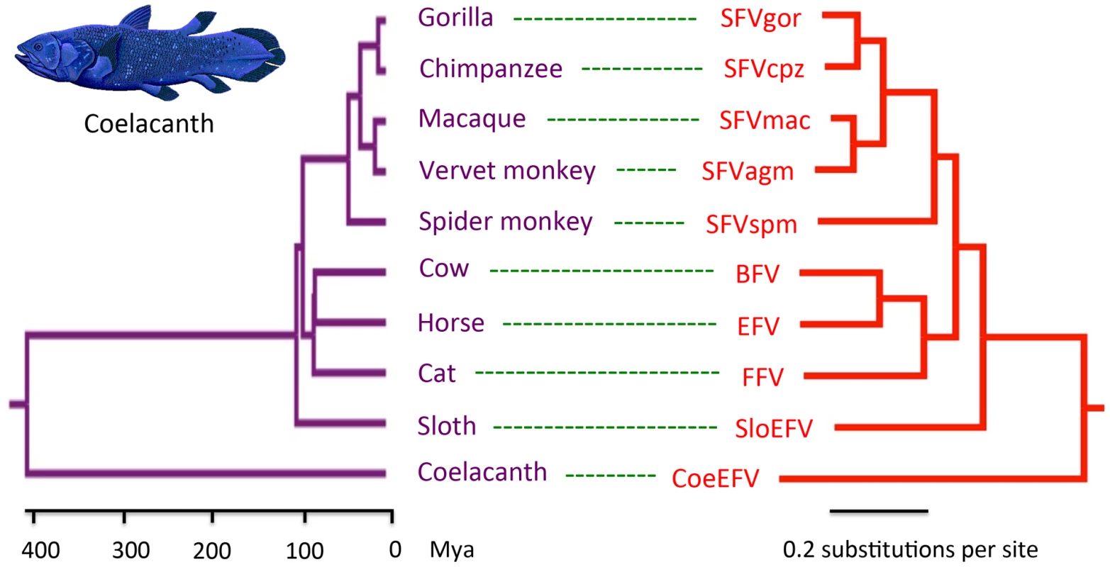 Phylogenetic congruence of foamy viruses (right) and their hosts (left).