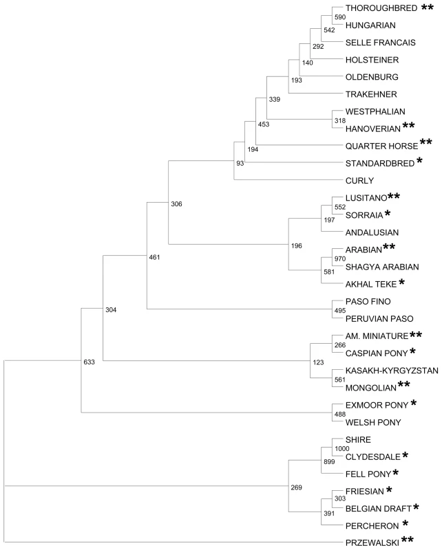 Genetic relationships of horse breeds studied for CNVs.