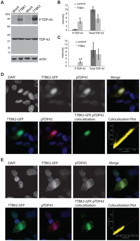 Tau tubulin kinase activation promotes TDP-43 phosphorylation and recruitment into cytoplasmic inclusions.