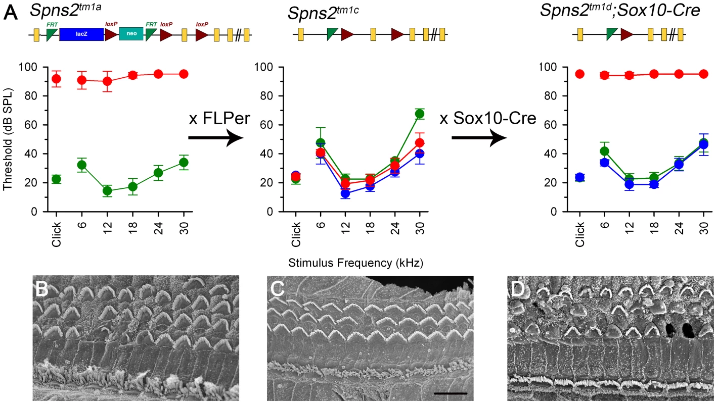 ABR thresholds and SEM assessment suggest a local function of Spns2 in the inner ear.