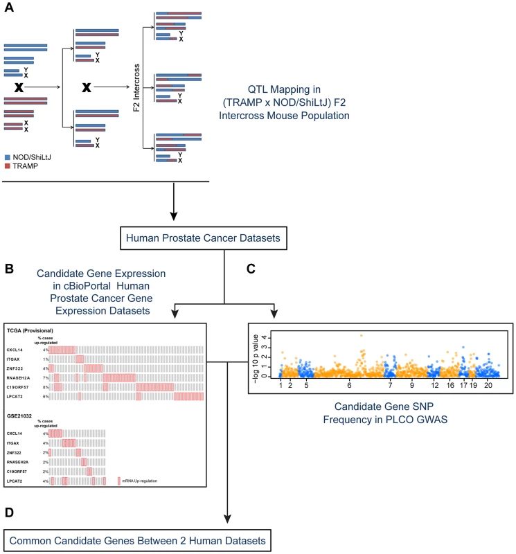 Experimental strategy for identifying novel susceptibility genes for aggressive prostate cancer.