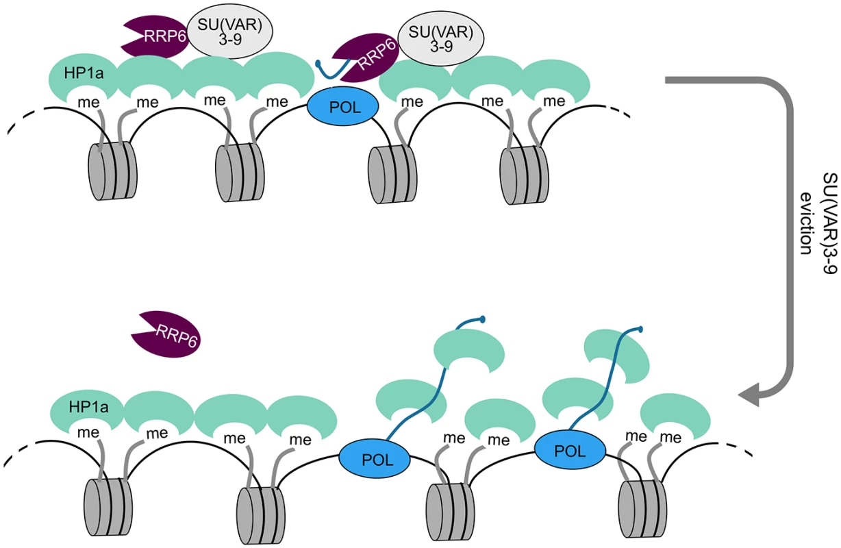 A model for the role of RRP6 in the maintenance of heterochromatin packaging.