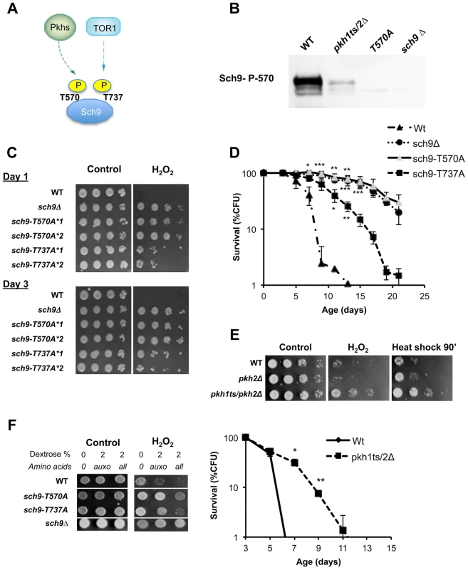 Role of Sch9 activation state in survival, stress resistance and amino acids response.