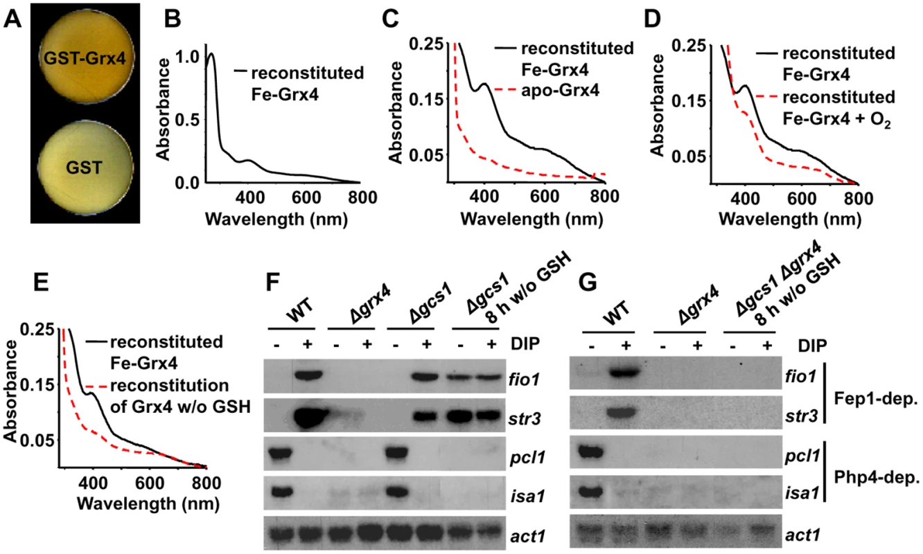The glutaredoxin Grx4 is a Fe-S cluster-containing protein.