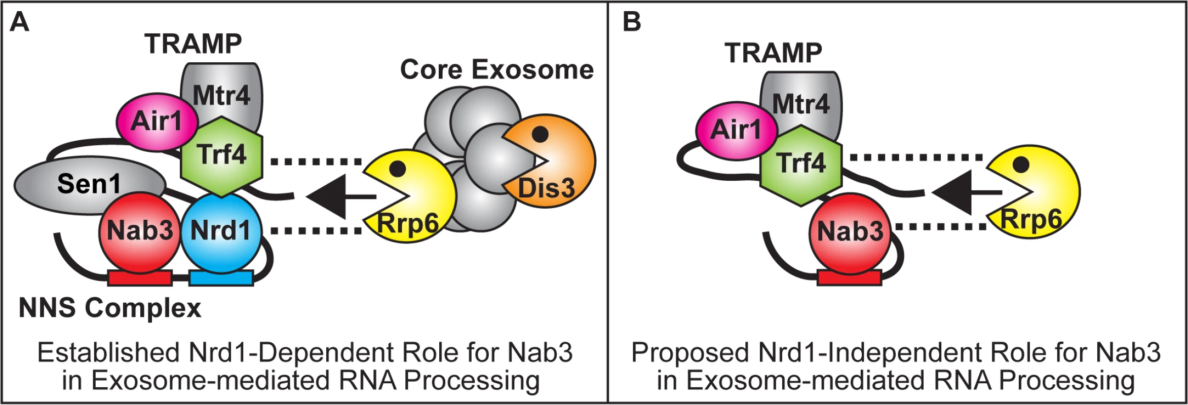 Model for Nrd1-dependent and Nrd1-independent roles of Nab3 in facilitating TRAMP function in the recruitment of the exosome for RNA processing/degradation.