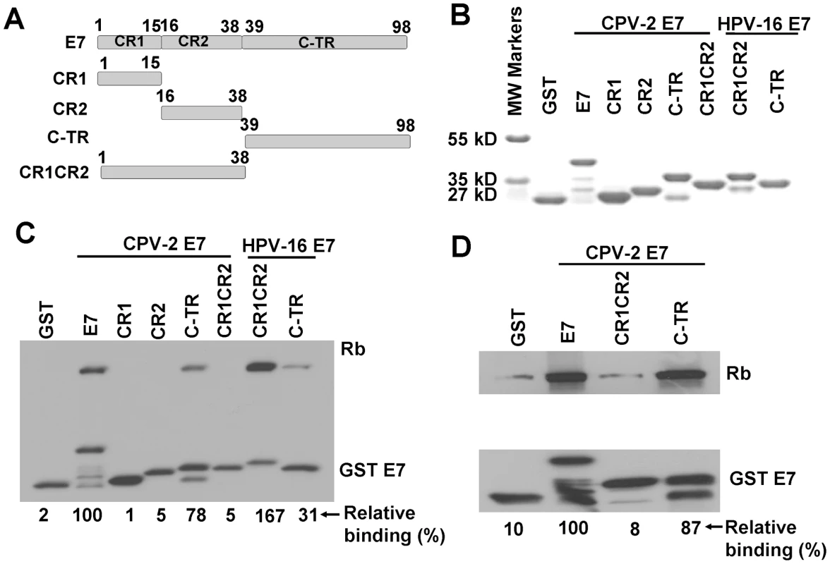 The carboxyl-terminus of canine E7 protein mediates pRb binding in vitro.