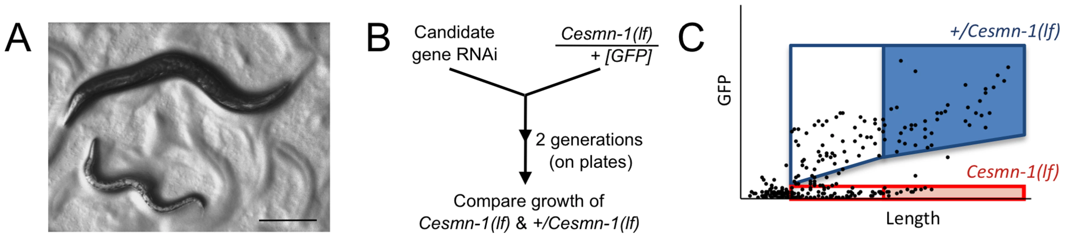 Survival and average length of <i>Cesmn-1(lf)</i> animals is decreased.