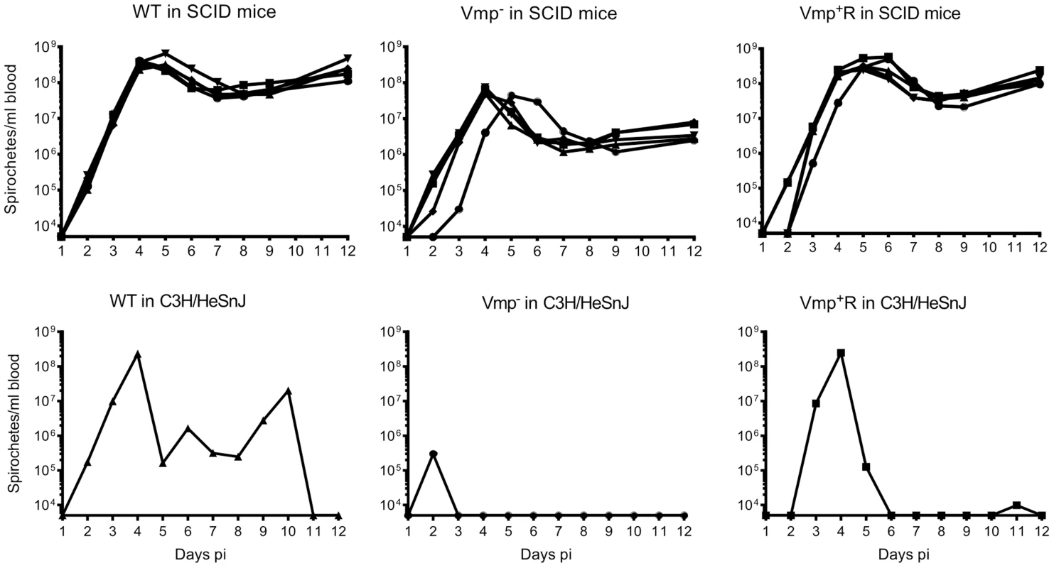 The Vmp<sup>−</sup> mutant <i>B. hermsii</i> persists in the blood of SCID mice.