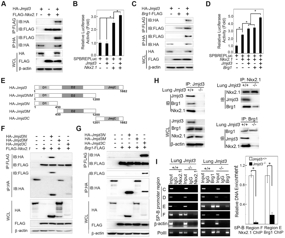 Jmjd3 coregulates <i>SP-B</i> expression with Nkx2.1 and Brg1.