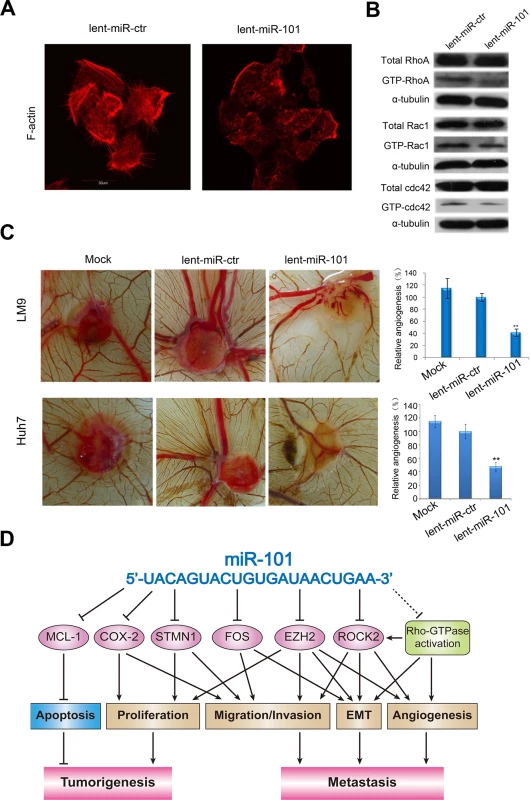 Ectopic overexpression of miR-101 inhibits stress fiber formation <i>in vitro</i> and angiogenesis in a CAM model, and a proposed regulatory loop of miR-101 in HCC tumorigenesis and metastasis.