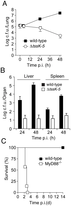 <i>B. thai</i> Δ<i>tssK-5</i> shows a replication defect in the lung of wild-type mice but is highly virulent in MyD88<sup>−/−</sup> mice.