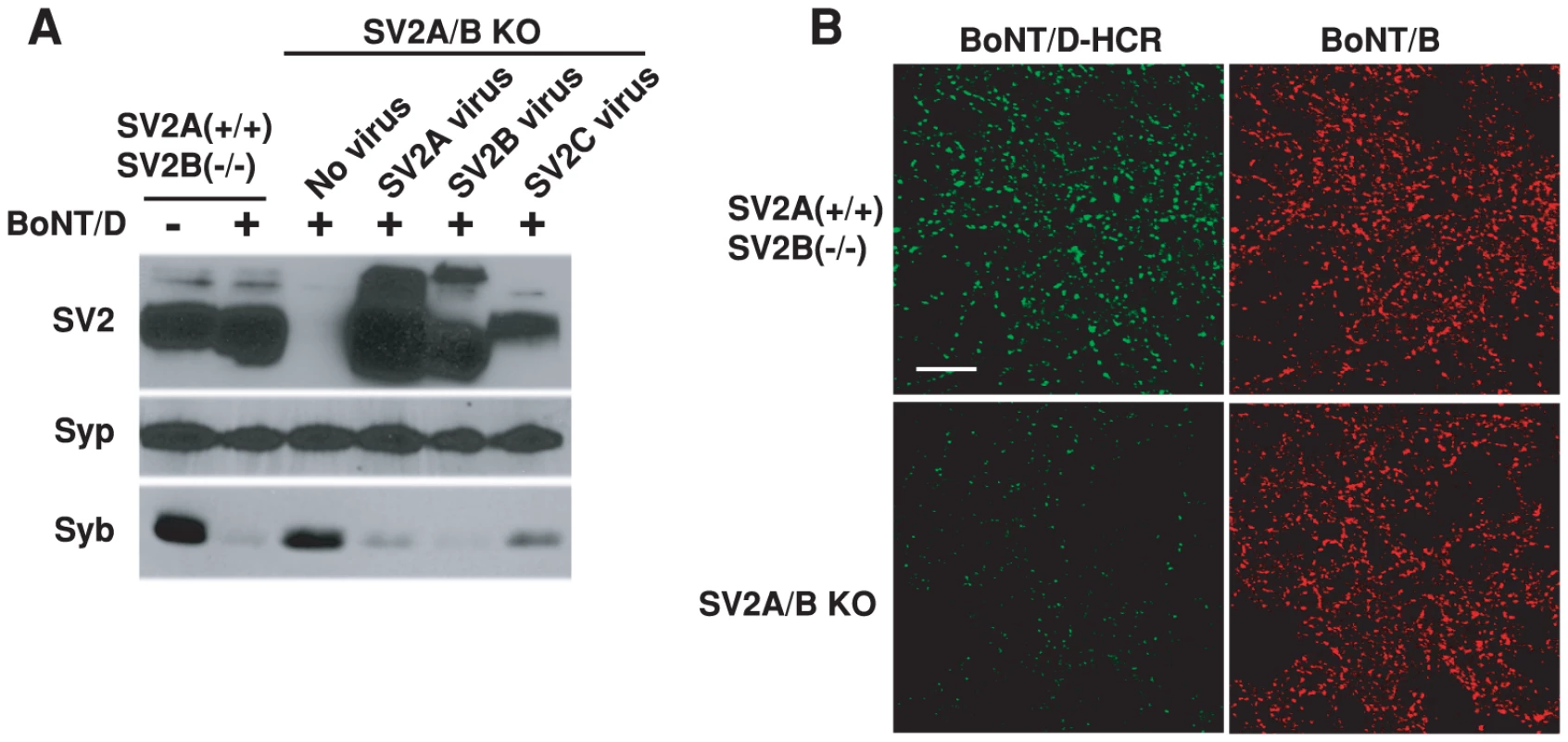 SV2 is essential for the binding and entry of BoNT/D into neurons.