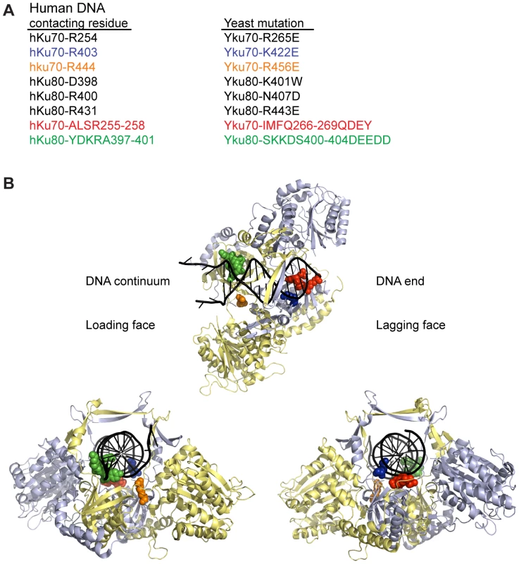 Positions of human Ku DNA contacting residues targeted in yeast Ku.
