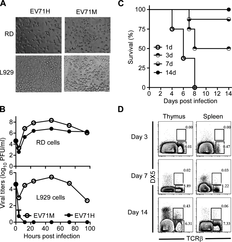 Age-dependent susceptibility of suckling mice to EV71 infection correlates with the immaturity of their immune system.