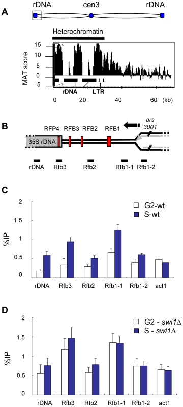 γH2A is highly enriched in the rDNA repeats during S phase.