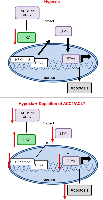 Model for how loss of ACLY, ACC1, or ETV4 protects cells from hypoxia-induced apoptosis.