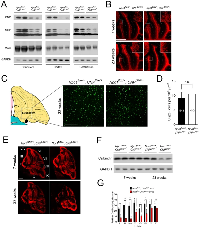 Loss of myelin proteins and Purkinje cell degeneration in aged oligodendrocyte-specific null mutants.