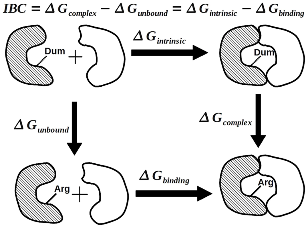 The thermodynamic cycle for the calculation of the intrinsic binding contribution of a protein-protein interfacial residue.