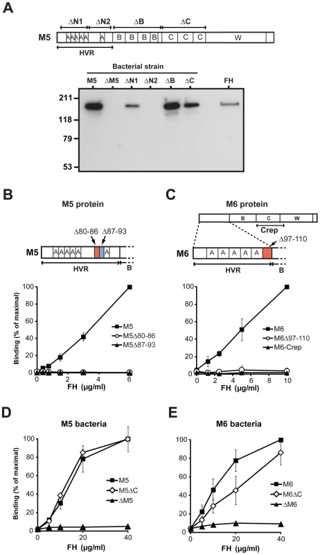Human FH binds to the HVR of the M5 and M6 proteins.