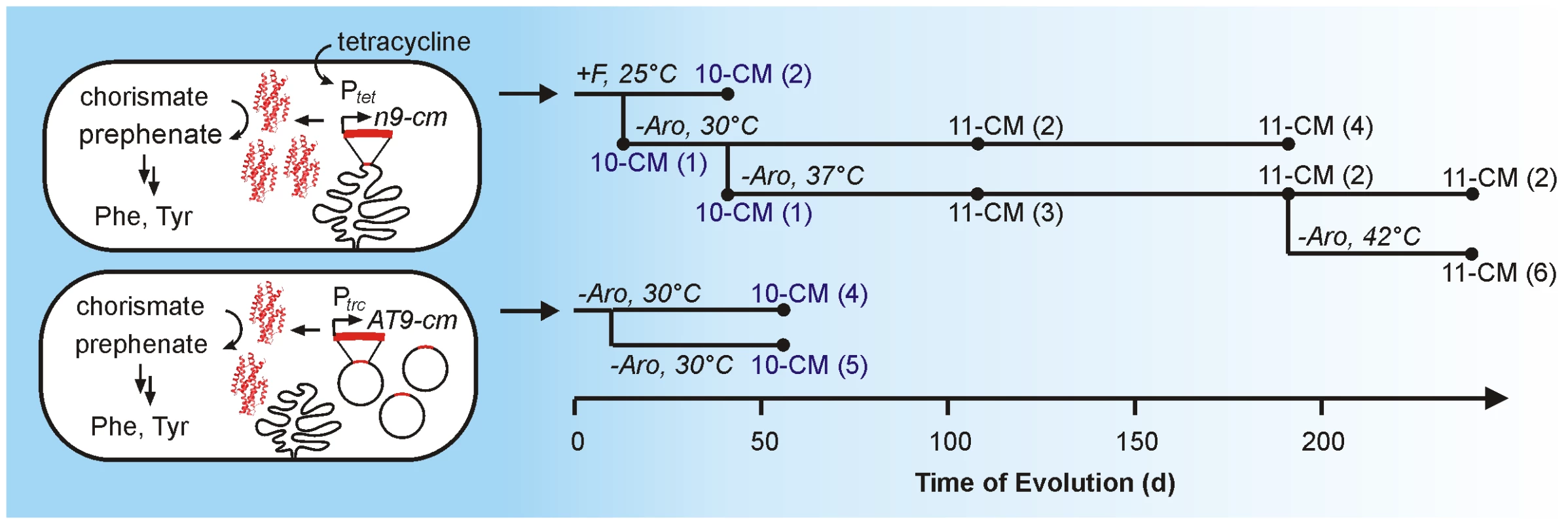 Schematic illustration of the CM evolution experiment.