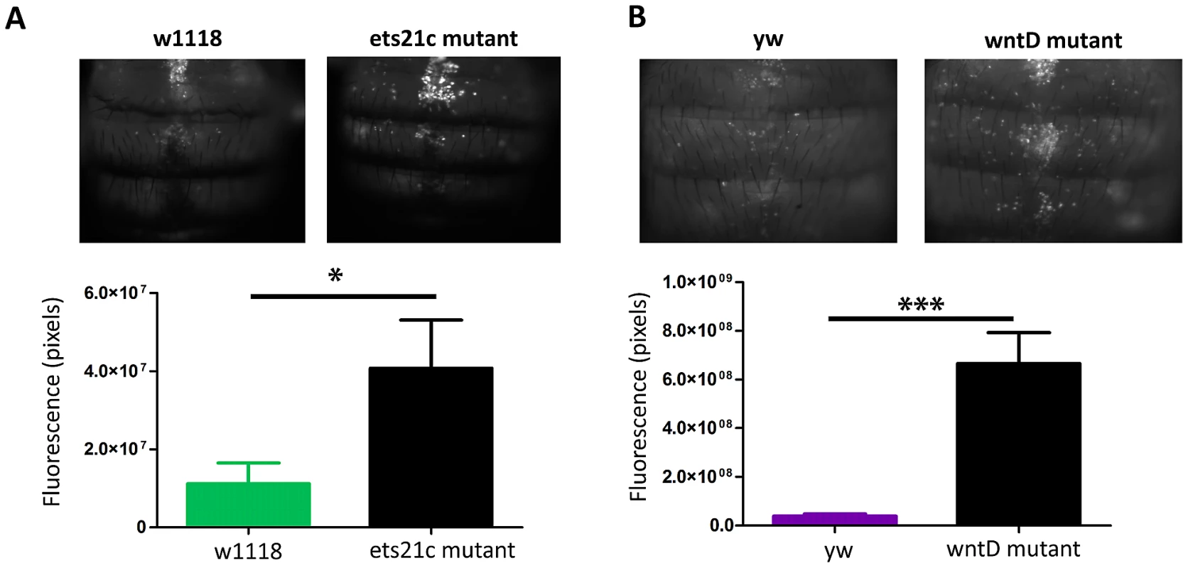 Ets21c and wntD mutants both have increased phagocytic activity relative to their parental line.