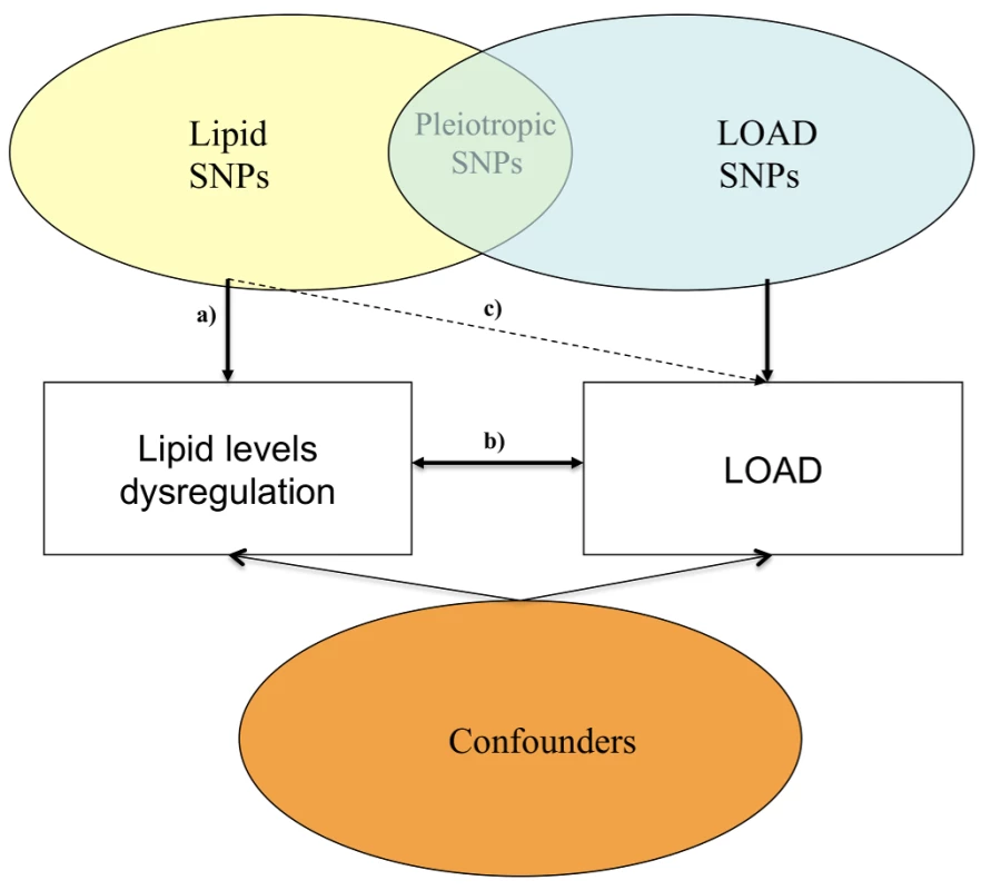 Possible mechanisms through which susceptibility genes act on lipid blood levels and LOAD.