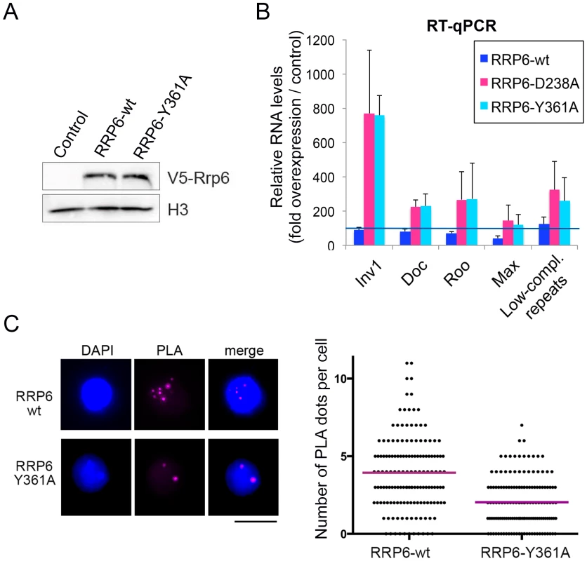 The catalytic activity of RRP6 is required for the silencing of transposon transcripts and for the maintenance of heterochromatin compaction.