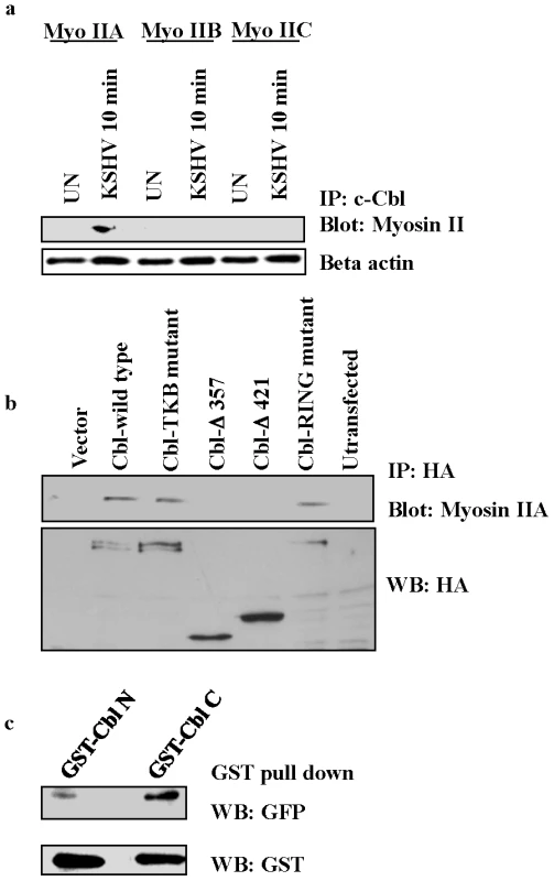 c-Cbl associates with myosin IIA in KSHV infected cells.