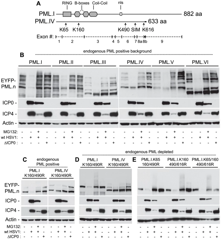 ICP0 preferentially induces the degradation of SUMO-conjugated PML.