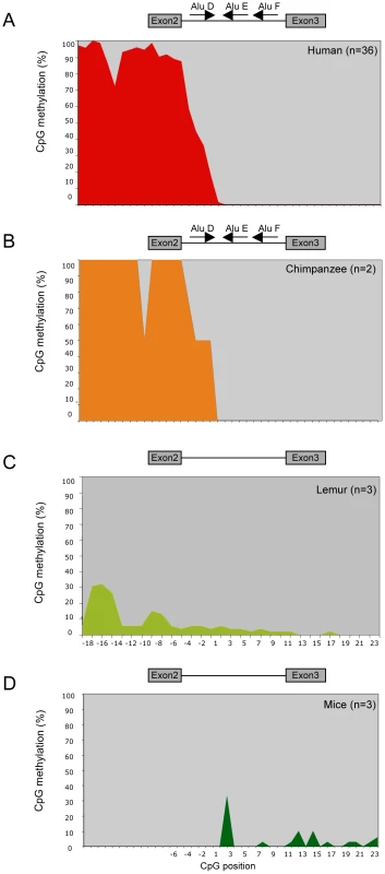 Species-specific <i>POMC</i> methylation pattern <i>POMC</i> DNA methylation pattern after bisulphite genomic sequencing of CpG island 2.