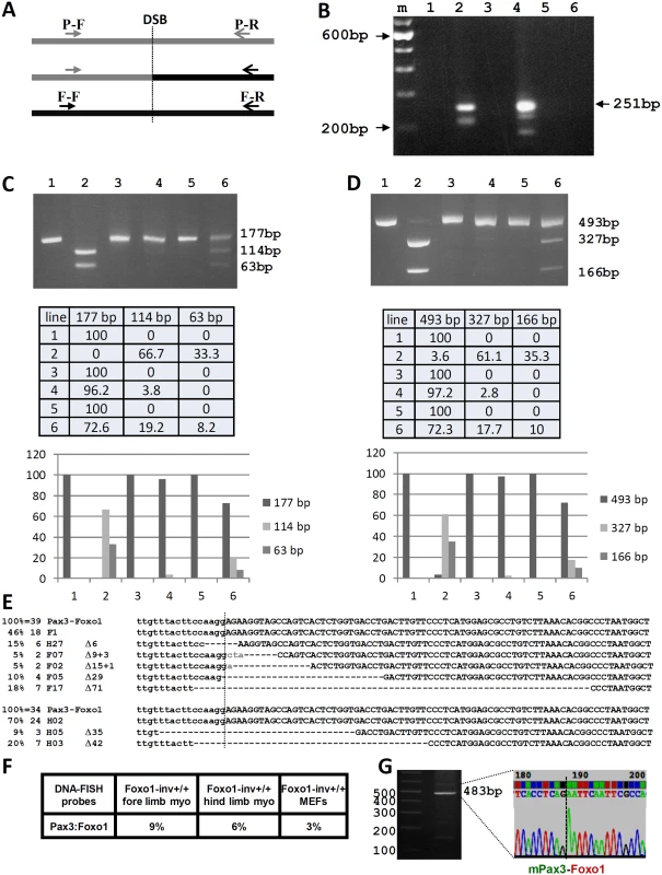Analysis of the CRISPR-Cas9 induced t(1;3) in Foxo1-inv<sup>+/+</sup> myoblasts.
