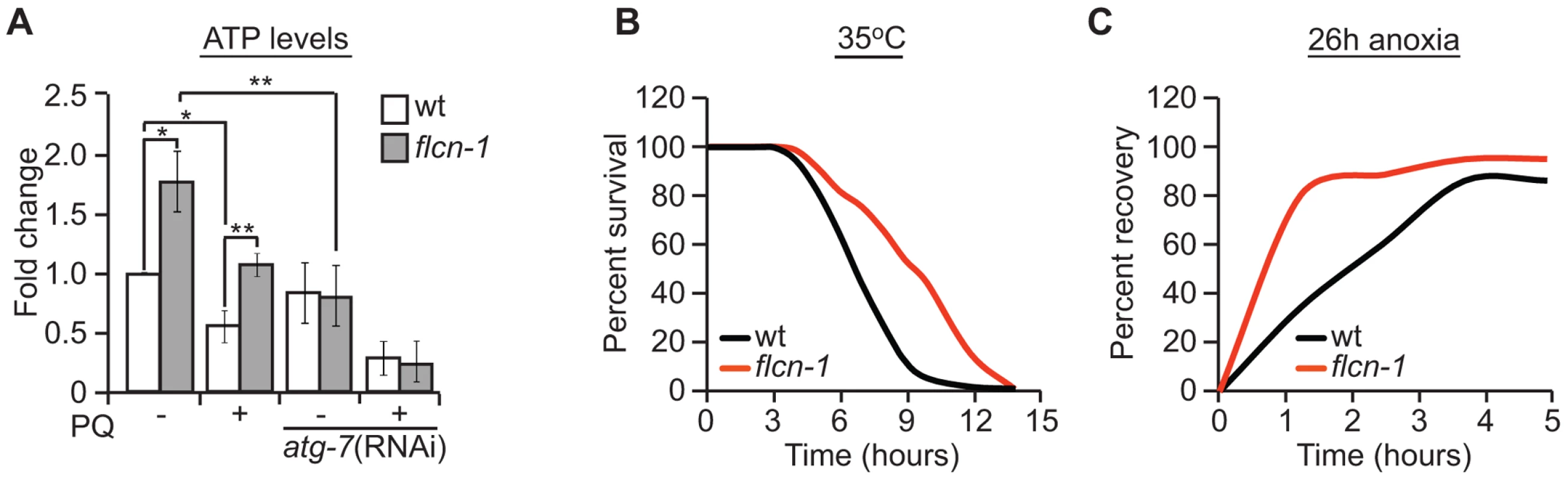 Loss of FLCN stimulates cellular energy production and resistance to energy stress.